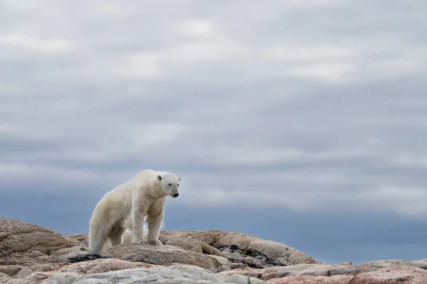 Μοναχική Πολική Αρκούδα Καλοκαίρι Στο Svalbard — Φωτογραφία Αρχείου