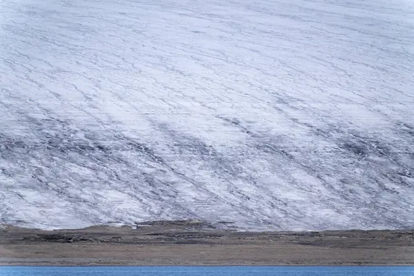 Solitario Oso Polar Verano Svalbard — Foto de Stock