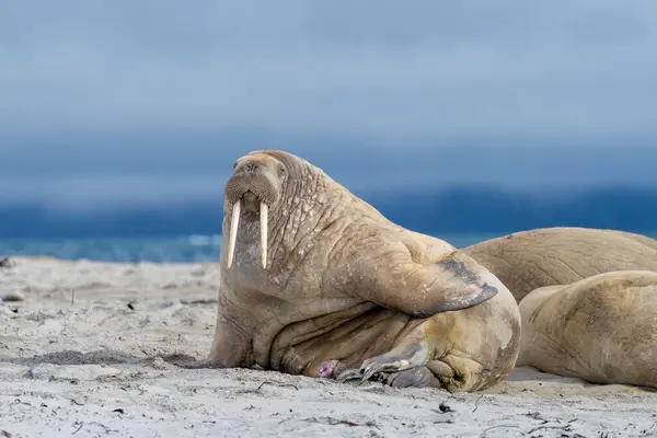 Morsa Playa Vida Silvestre Animales Salvajes — Foto de Stock