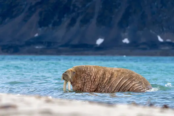 Morsy Plaży Dzika Przyroda Dzikie Zwierzę — Zdjęcie stockowe