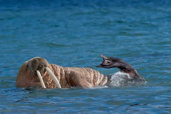 Sahildeki Deniz Aygırı Vahşi Yaşam Vahşi Hayvan — Stok fotoğraf