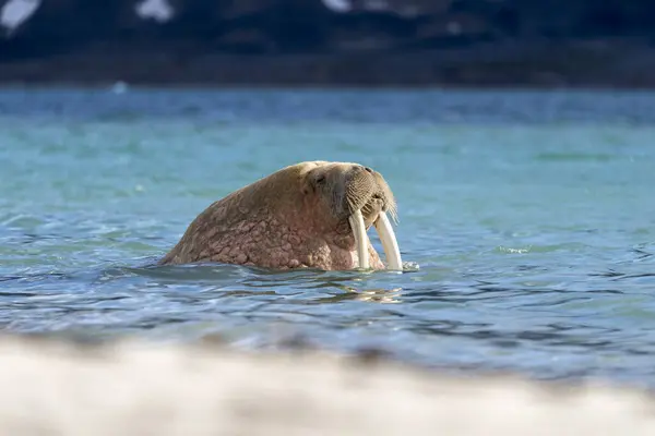 Walrus Het Strand Wilde Dieren Wilde Dieren — Stockfoto