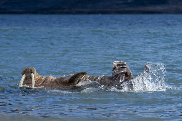 ビーチ 野生生物 野生動物のウォルスラ — ストック写真