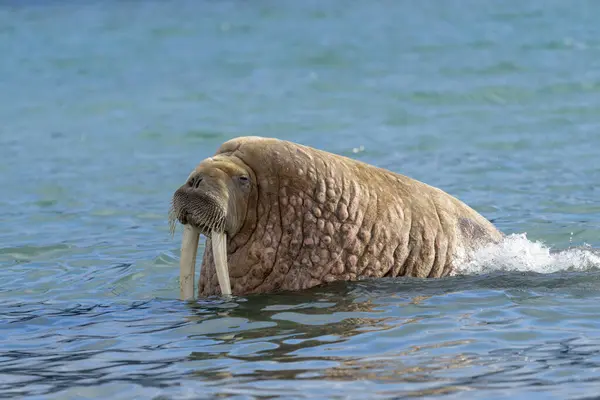 Walrus Beach Wildlife Wild Animal — Stock Photo, Image