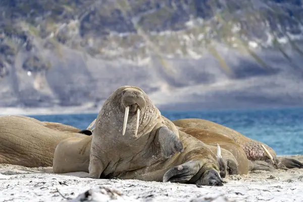 Моржа Пляжі Дика Природа Дика Тварина — стокове фото