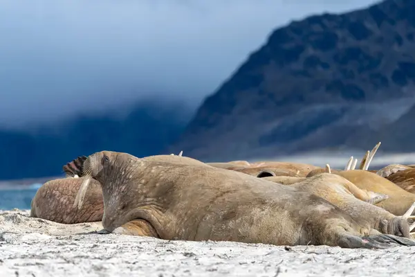 Sahildeki Deniz Aygırı Vahşi Yaşam Vahşi Hayvan — Stok fotoğraf