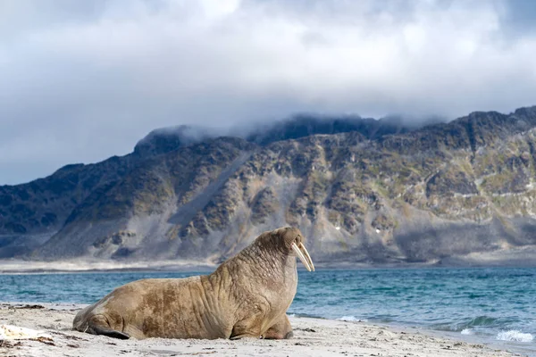 Моржа Пляжі Дика Природа Дика Тварина — стокове фото