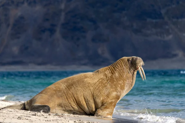 Walrus Het Strand Wilde Dieren Wilde Dieren — Stockfoto