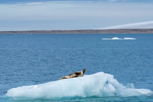 Foca Arpa Iceberg Nell Oceano Del Nord Intorno Alle Svalbard — Foto Stock