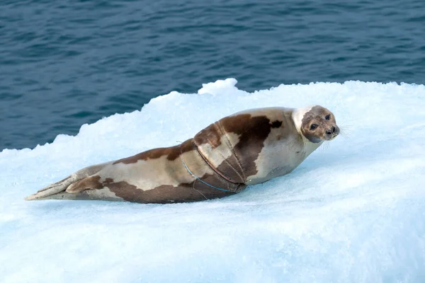 harp seal on iceberg in north ocean around svalbard