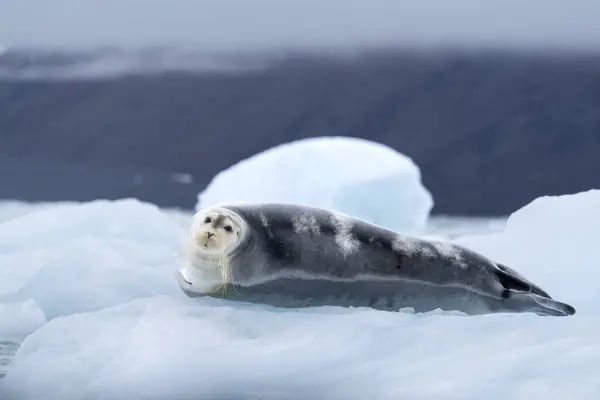 Bartrobbe Auf Eisberg Nordmeer Spitzbergen — Stockfoto