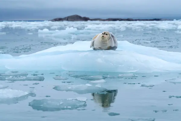 Bebaarde Zeehond Ijsberg Noordelijke Oceaan Rond Spitsbergen — Stockfoto