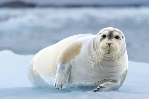 Bearded Seal Iceberg North Ocean Svalbard — Stock Photo, Image