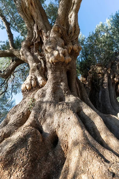 Pohon Zaitun Paling Tua Kroasia Beberapa Dari Mereka Lebih Dari — Stok Foto