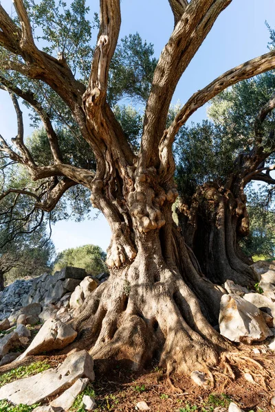 Los Olivos Más Antiguos Croacia Algunos Ellos Tienen Más 1000 — Foto de Stock