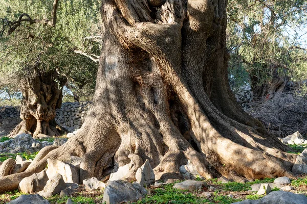 Pohon Zaitun Paling Tua Kroasia Beberapa Dari Mereka Lebih Dari — Stok Foto
