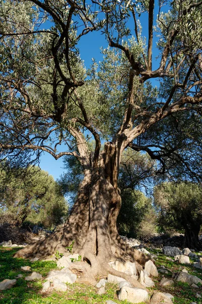 Los Olivos Más Antiguos Croacia Algunos Ellos Tienen Más 1000 — Foto de Stock