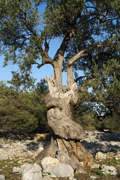 Los Olivos Más Antiguos Croacia Algunos Ellos Tienen Más 1000 — Foto de Stock