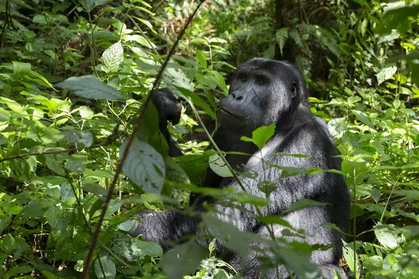 Gorilla Pianura Orientale Nella Foresta Del Parco Nazionale Kahuzi Biega — Foto Stock