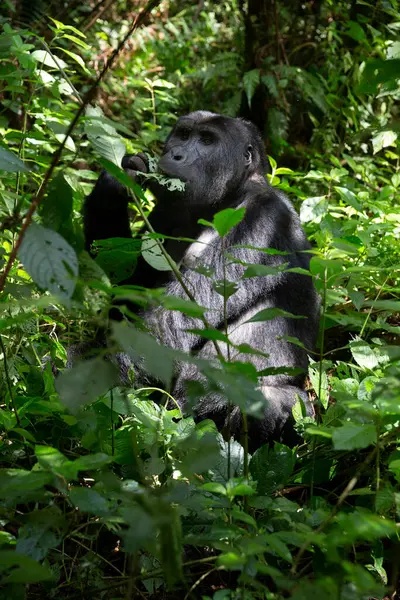 Восточная Низменная Горилла Лесу Национального Парка Кахузи Бига Конго Горилла — стоковое фото