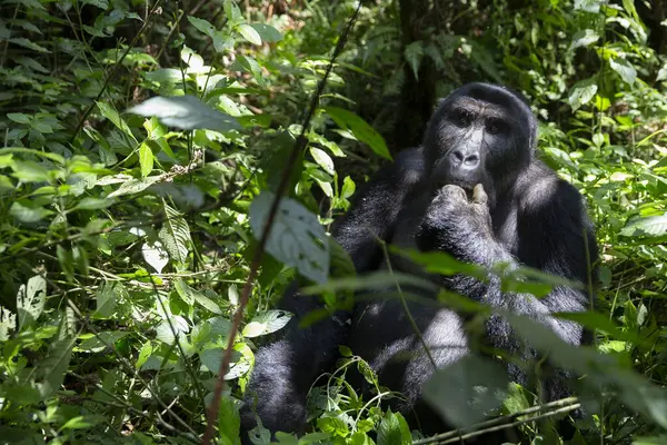 Gorila Planície Oriental Floresta Parque Nacional Kahuzi Biega Congo Gorila — Fotografia de Stock