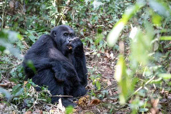 Gorila Planície Oriental Floresta Parque Nacional Kahuzi Biega Congo Gorila — Fotografia de Stock