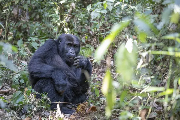 Gorila Oriental Tierras Bajas Bosque Del Parque Nacional Kahuzi Biega — Foto de Stock
