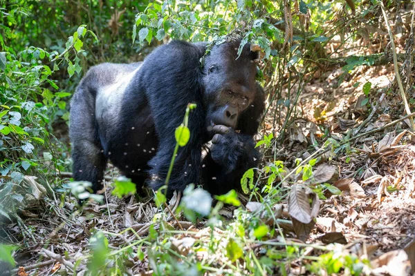 Gorila Oriental Tierras Bajas Bosque Del Parque Nacional Kahuzi Biega —  Fotos de Stock