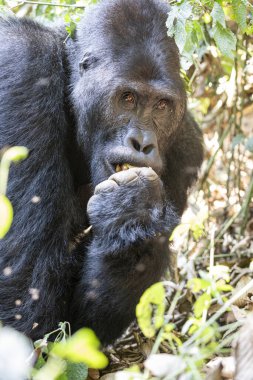 Kongo 'daki Kahuzi Biega Ulusal Parkı' nda bir goril. Gorillerin ormanda yürüyüşü.