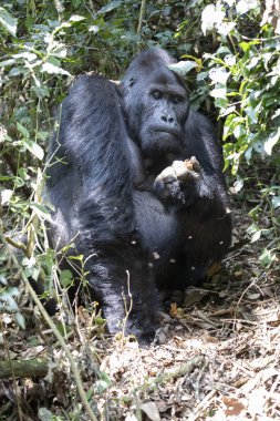 Kongo 'daki Kahuzi Biega Ulusal Parkı' nda bir goril. Gorillerin ormanda yürüyüşü.