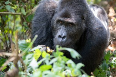 Kongo 'daki Kahuzi Biega Ulusal Parkı' nda bir goril. Gorillerin ormanda yürüyüşü.