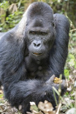 Kongo 'daki Kahuzi Biega Ulusal Parkı' nda bir goril. Gorillerin ormanda yürüyüşü.