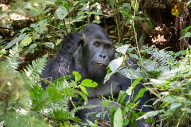 Kongo 'daki Kahuzi Biega Ulusal Parkı' nda bir goril. Gorillerin ormanda yürüyüşü.