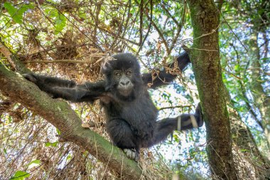 Uganda 'daki Mgahinga Goril Ulusal Parkı' nda goril beringei beringei. Gorillerin ormanda yürüyüşü.