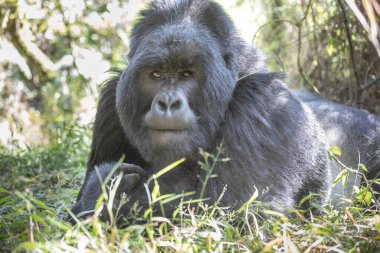 Uganda 'daki Mgahinga Goril Ulusal Parkı' nda goril beringei beringei. Gorillerin ormanda yürüyüşü.