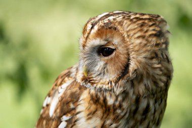 Tawny baykuşu bahar zamanı vahşi doğada