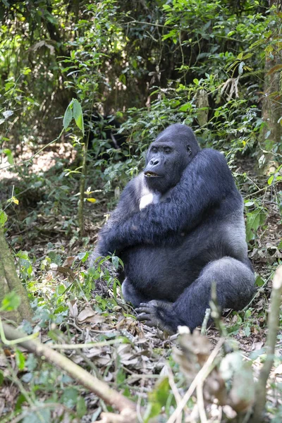 eastern lowland gorilla in forest of Kahuzi Biega National Park in Congo. Gorilla trekking in jungle.