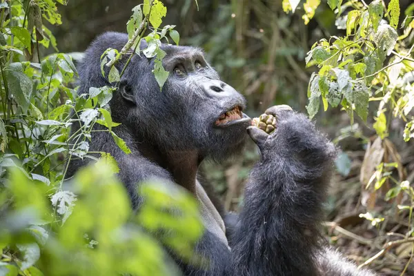 Gorila Oriental Tierras Bajas Bosque Del Parque Nacional Kahuzi Biega — Foto de Stock