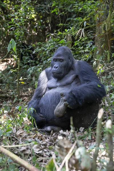 Wschodni Goryl Nizinny Lesie Parku Narodowego Kahuzi Biega Kongo Gorilla — Zdjęcie stockowe