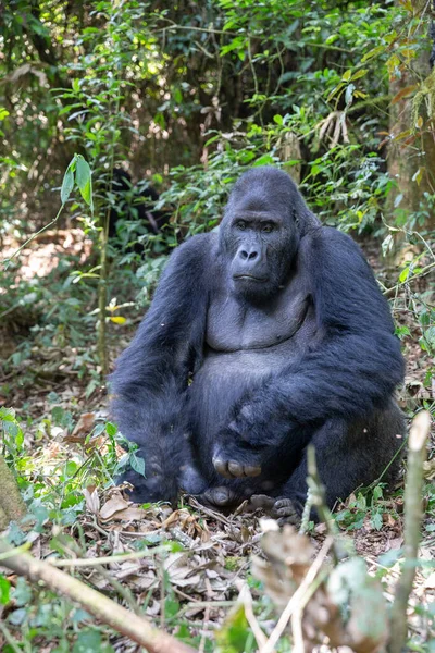 Gorille Des Plaines Orientales Dans Forêt Parc National Kahuzi Biega — Photo