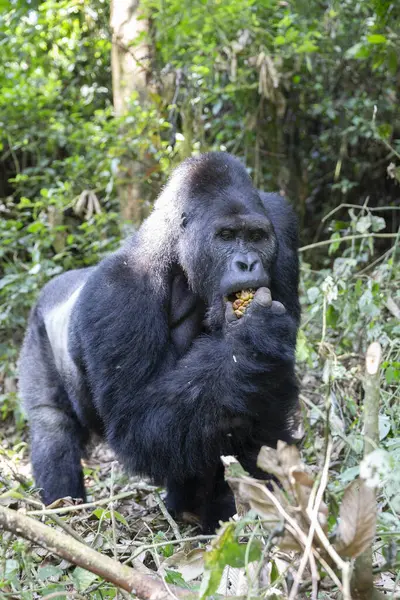 eastern lowland gorilla in forest of Kahuzi Biega National Park in Congo. Gorilla trekking in jungle.