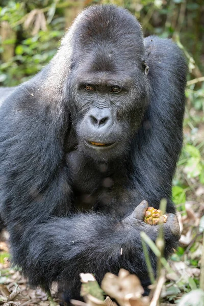 eastern lowland gorilla in forest of Kahuzi Biega National Park in Congo. Gorilla trekking in jungle.