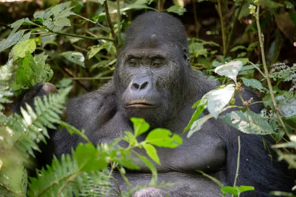 eastern lowland gorilla in forest of Kahuzi Biega National Park in Congo. Gorilla trekking in jungle.