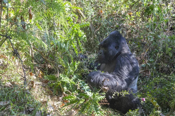 Gorilla Beringei Beringei Dans Jungle Parc National Mgahinga Gorilla Ouganda — Photo