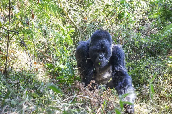 Gorilla Beringei Beringei Dans Jungle Parc National Mgahinga Gorilla Ouganda — Photo