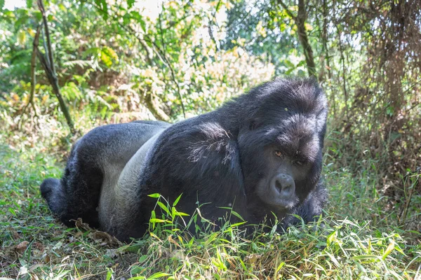 Gorilla Beringei Beringei Nella Giungla Del Parco Nazionale Del Gorilla — Foto Stock