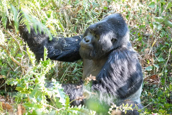 Gorilla Beringei Beringei Selva Del Parque Nacional Mgahinga Gorilla Uganda — Foto de Stock