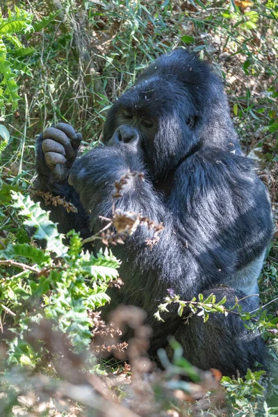 Goryl Beringei Beringei Dżungli Parku Narodowego Mgahinga Gorilla Ugandzie Gorilla — Zdjęcie stockowe
