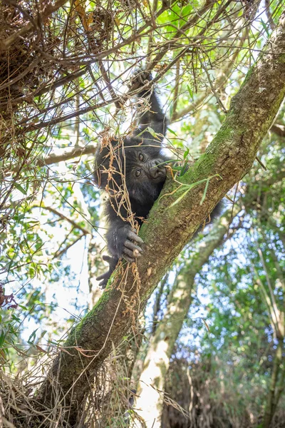 Gorilla Beringei Beringei Selva Del Parque Nacional Mgahinga Gorilla Uganda —  Fotos de Stock