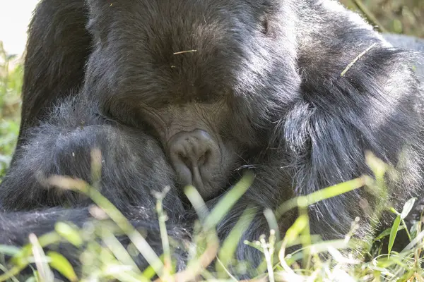 stock image gorilla beringei beringei in jungle of Mgahinga Gorilla National Park in Uganda. Gorilla trekking in forest.